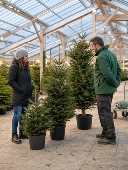 Cover of Sélection du parfait sapin de Noël